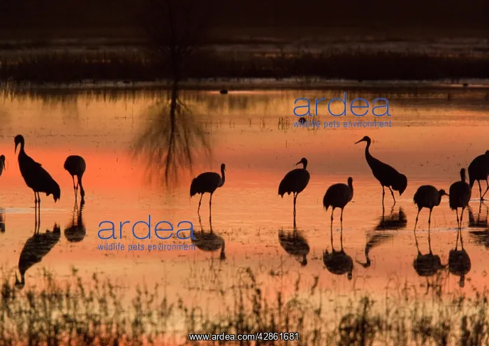 : Sandhill Cranes - at sunset : Sandhill Cranes - at sunset