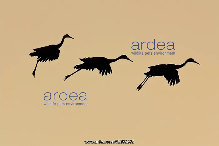 : Sandhill Cranes at Sunset : Sandhill Cranes at Sunset