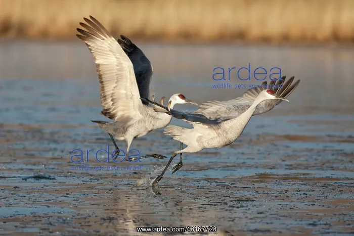 : Sandhill Cranes taking off : Sandhill Cranes taking off