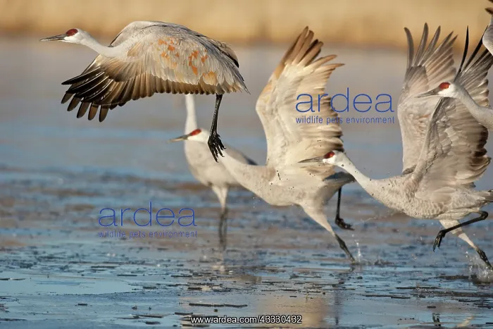 : Sandhill Cranes taking off : Sandhill Cranes taking off