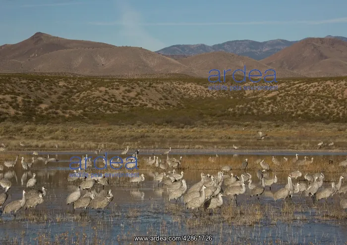 : Sandhill cranes - in winter : Sandhill cranes - in winter