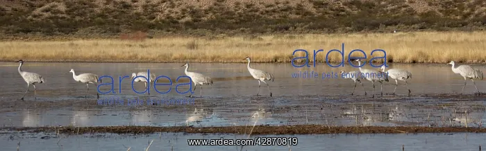 : Sandhill cranes - in winter : Sandhill cranes - in winter