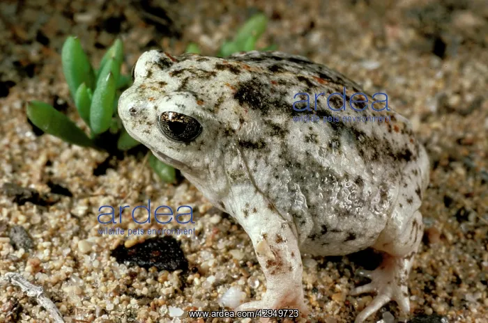: Sandhill frog : Sandhill frog