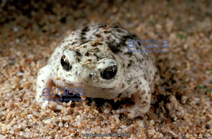 : Sandhill frog : Sandhill frog