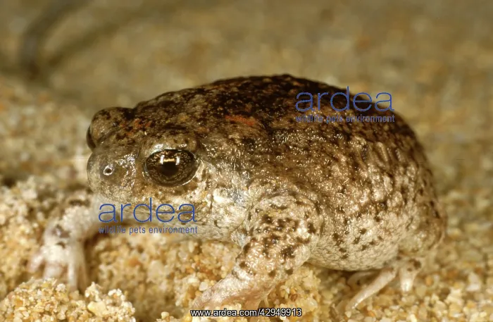 : Sandhill frog : Sandhill frog