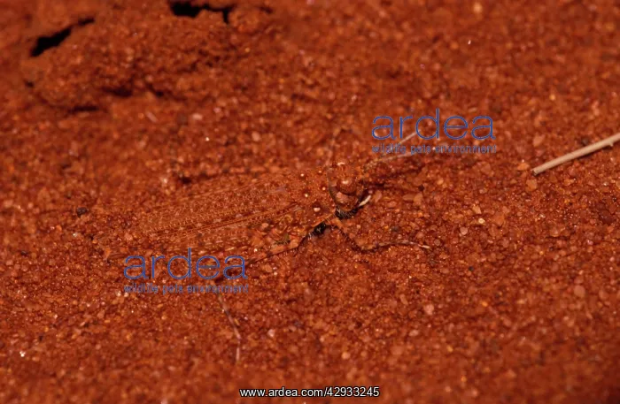 : Sandhopper - protecting itself by kicking desert : Sandhopper - protecting itself by kicking desert