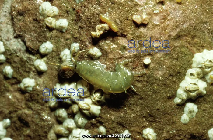 : SANDHOPPER - on rocky shore : SANDHOPPER - on rocky shore
