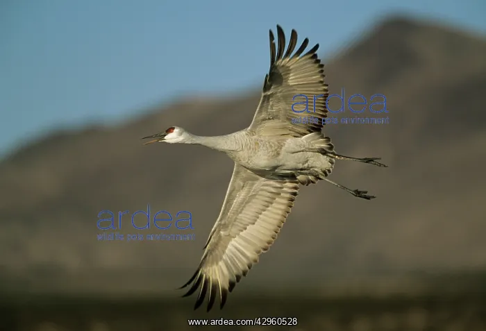 : Sandill Crane - in flight : Sandill Crane - in flight