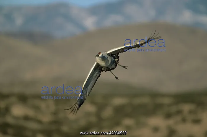 : Sandill Crane - in flight : Sandill Crane - in flight