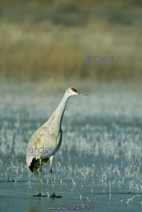 : Sandill Crane - on frozen lake just after dawn : Sandill Crane - on frozen lake just after dawn