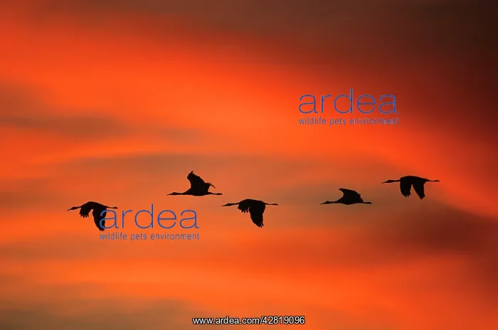 : Sandill Cranes - in flight at dawn : Sandill Cranes - in flight at dawn
