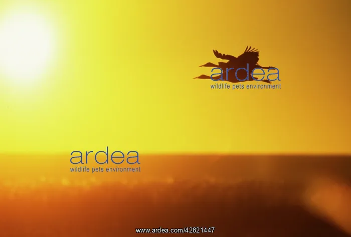 : Sandill Cranes in flight at dawn : Sandill Cranes in flight at dawn