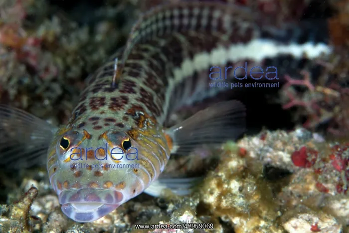  : Sandperch (Parapercis clathrata). Indonesia