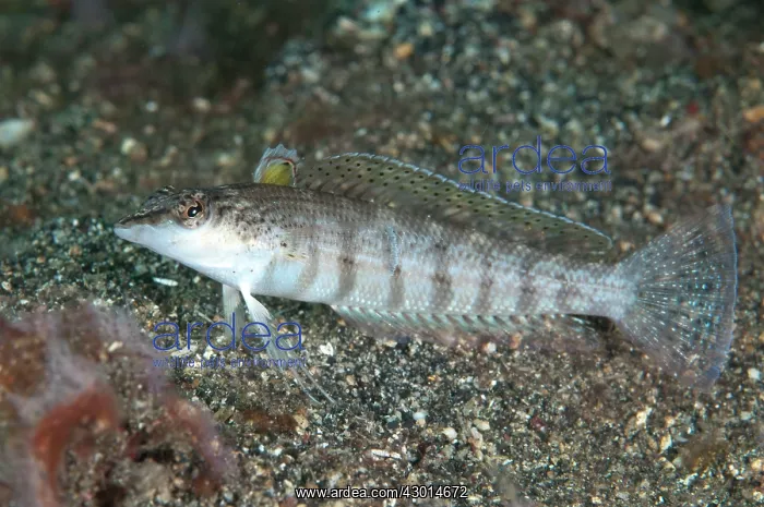  : Sandperch