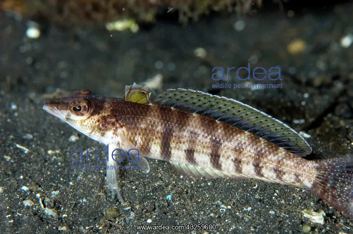  : Sandperch resting on black sand