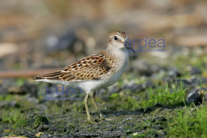 : Least Sandpiper : Least Sandpiper