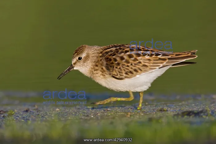 : Least Sandpiper : Least Sandpiper