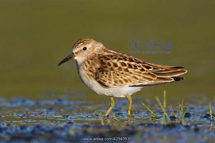 : Least Sandpiper : Least Sandpiper