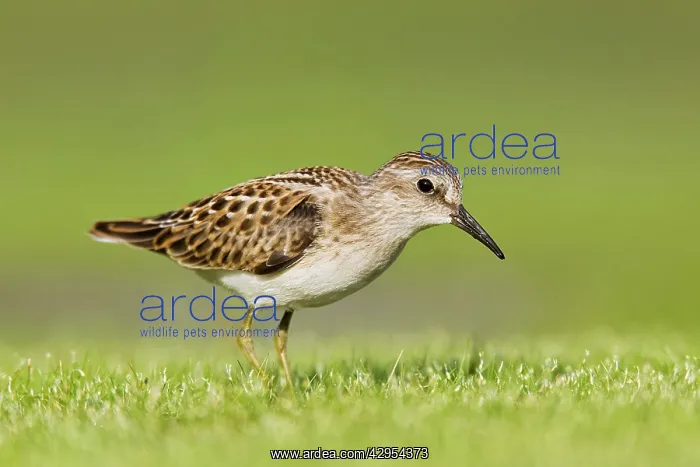 : Least Sandpiper : Least Sandpiper