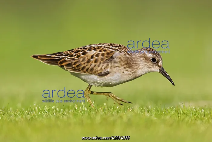 : Least Sandpiper : Least Sandpiper