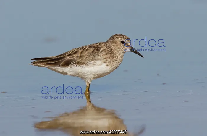 : Least Sandpiper : Least Sandpiper