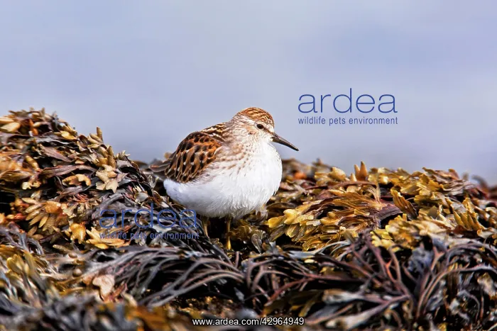 : Least Sandpiper : Least Sandpiper