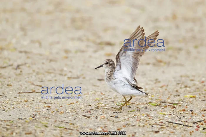 : Least Sandpiper : Least Sandpiper