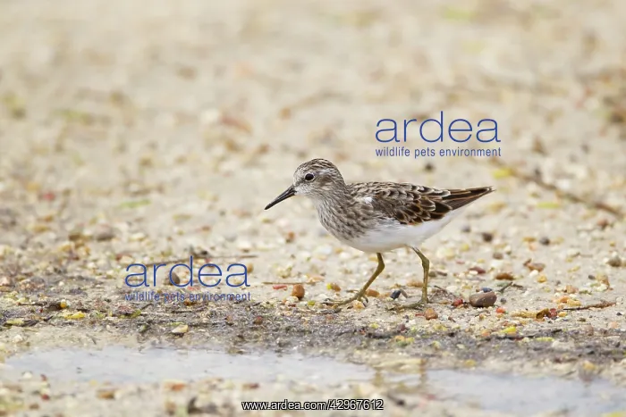 : Least Sandpiper : Least Sandpiper