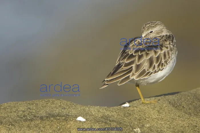 : Least Sandpiper : Least Sandpiper