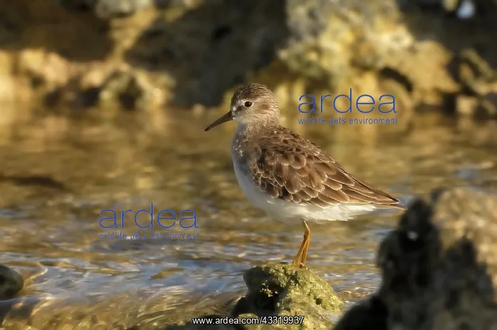 : Least Sandpiper : Least Sandpiper