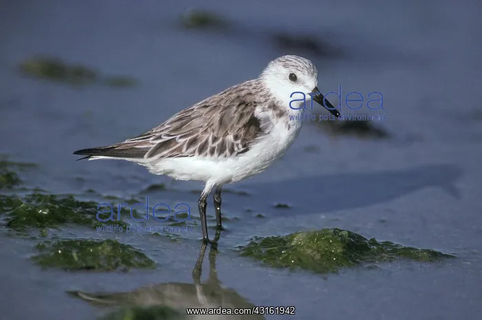 : Sandpiper (Calidris mauri) : Sandpiper (Calidris mauri)