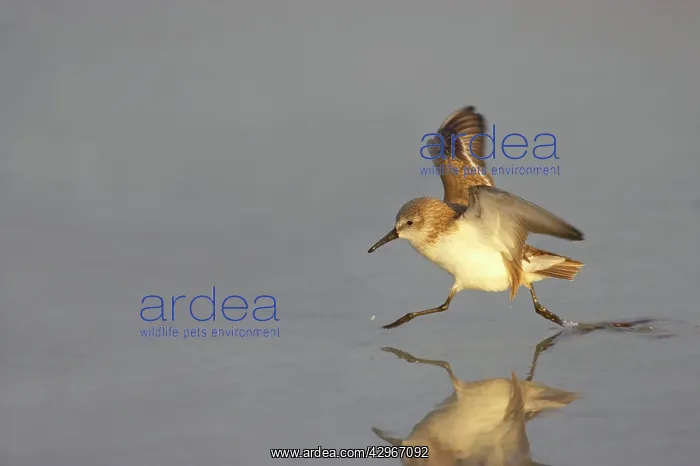 : Least Sandpiper - running across mudflat : Least Sandpiper - running across mudflat