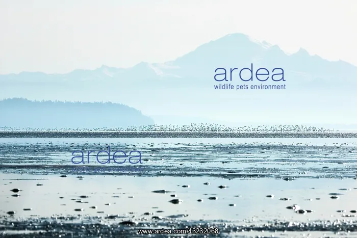 : Sandpipers, Boundary Bay, British Columbia : Sandpipers, Boundary Bay, British Columbia