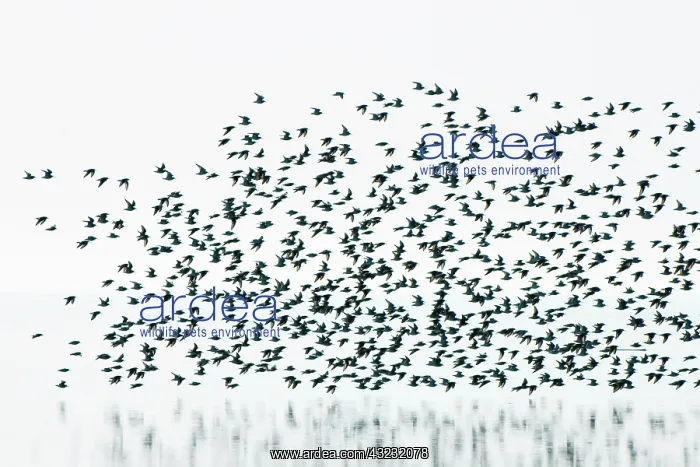 : Sandpipers, Boundary Bay, British Columbia : Sandpipers, Boundary Bay, British Columbia