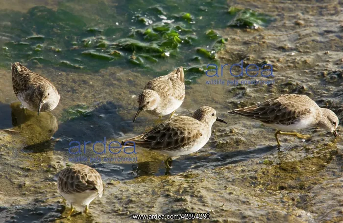 : Least Sandpipers - feeding in mud as tide recedes : Least Sandpipers - feeding in mud as tide recedes
