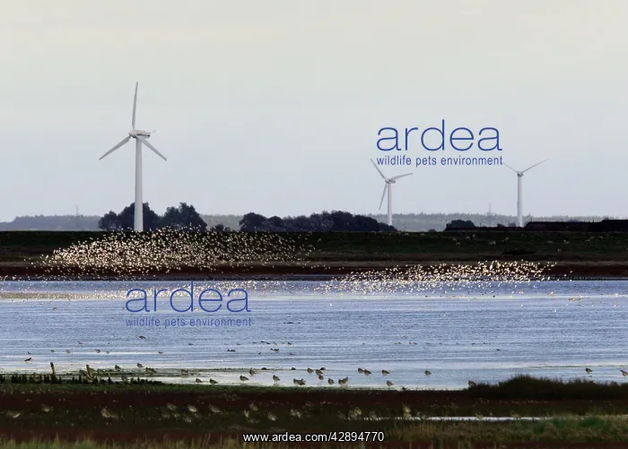 : Sandpipers - flocks in flight with wind turbines : Sandpipers - flocks in flight with wind turbines