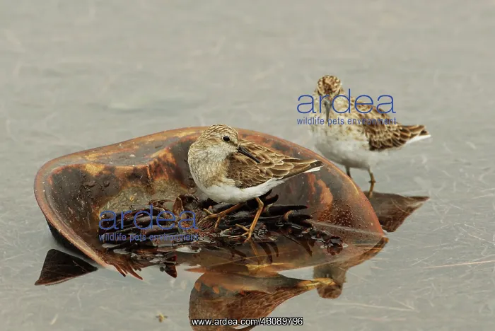 : Least Sandpipers on Horseshoe Crab : Least Sandpipers on Horseshoe Crab