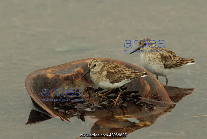 : Least Sandpipers on Horseshoe Crab : Least Sandpipers on Horseshoe Crab