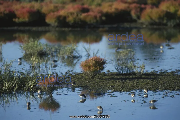 : Sandpipers in a Marsh : Sandpipers in a Marsh