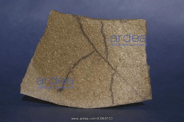 : Sandstone from New Norfolk, Tasmania, Australia : Sandstone from New Norfolk, Tasmania, Australia