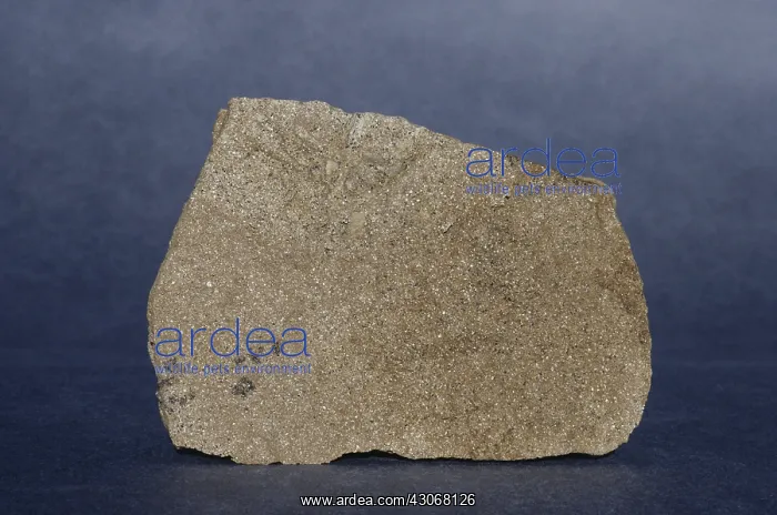 : Sandstone from New Norfolk, Tasmania, Australia : Sandstone from New Norfolk, Tasmania, Australia