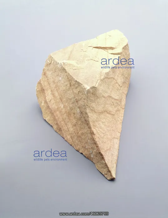 : Sandstone rock, showing layering : Sandstone rock, showing layering