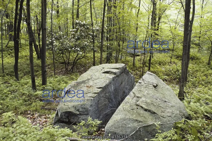  : Sandstone Boulder