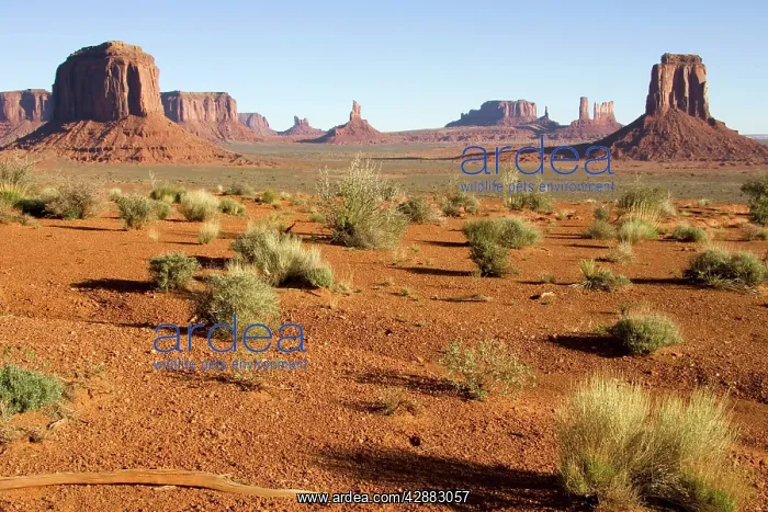 : sandstone buttes and pinnacles of rock in the Monument : sandstone buttes and pinnacles of rock in the Monument