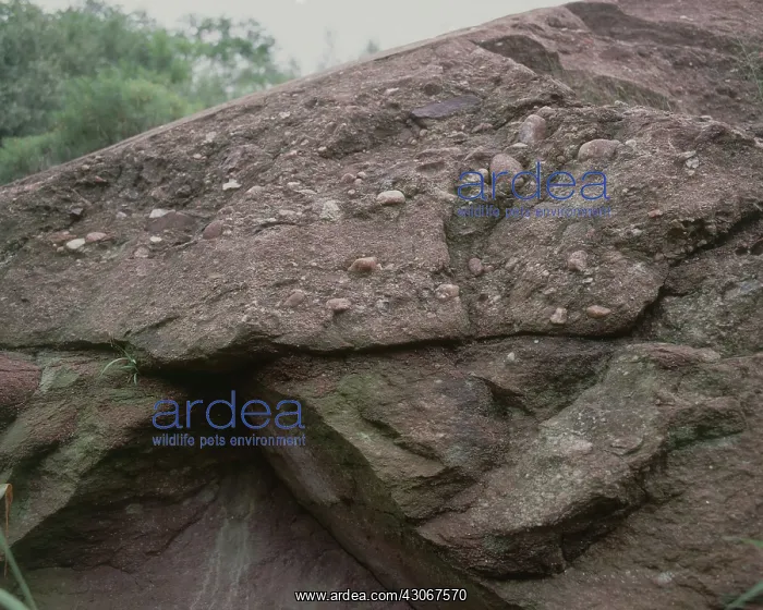 : Sandstone Conglomerate : Sandstone Conglomerate