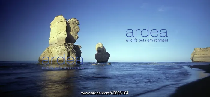 : Sandstone formation - From the Twelve Apostles : Sandstone formation - From the Twelve Apostles