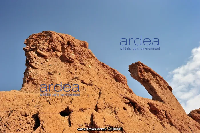 : Sandstone formation in early morning light : Sandstone formation in early morning light