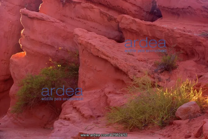 : Sandstone Formation - rock formation of red sandstone : Sandstone Formation - rock formation of red sandstone