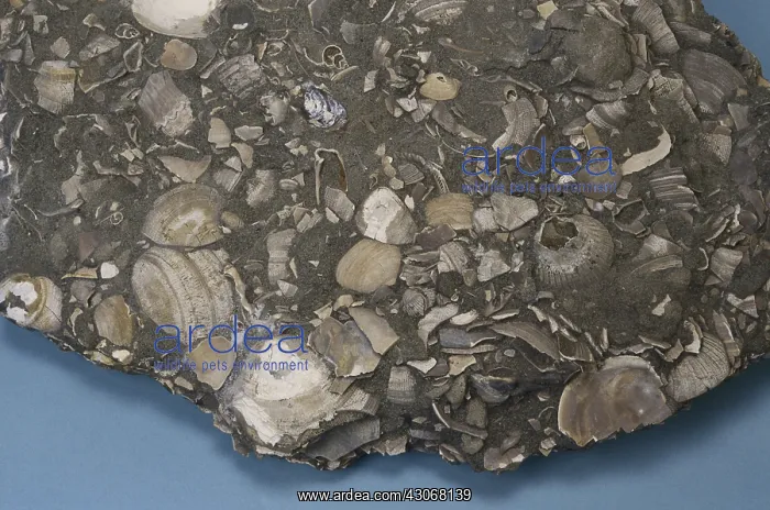 : Sandstone with Fossils : Sandstone with Fossils