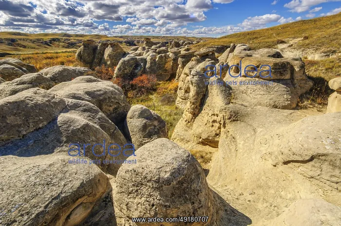 : Sandstone hoodoos sculpted by water and wind erosion in Writing-On-Stone Provincial Park Alberta : Sandstone hoodoos sculpted by water and wind erosion in Writing-On-Stone Provincial Park Alberta